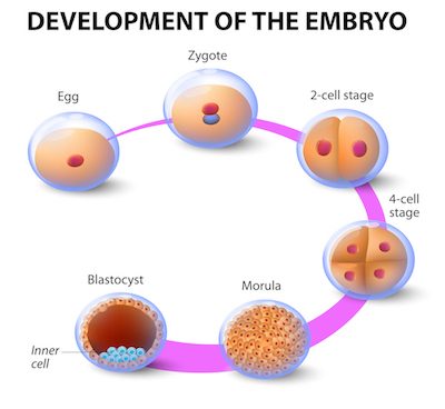 第三代试管婴儿技术--PGD（胚胎植入前遗传基因诊断）