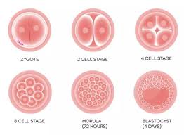 胚胎移植时是移植3天胚胎好还是5天囊胚好呢?