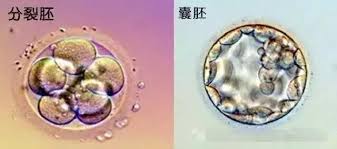 冷冻胚胎复苏之冷冻损伤评估
