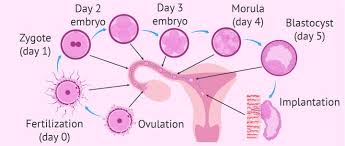第三代试管婴儿技术之囊胚培养和囊胚移植