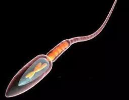 精子DNA碎片化检测——男性生育能力预测指标