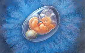 试管婴儿移植冷冻胚胎的成功率