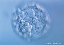 【科普】试管婴儿胚胎培养之胚胎碎片