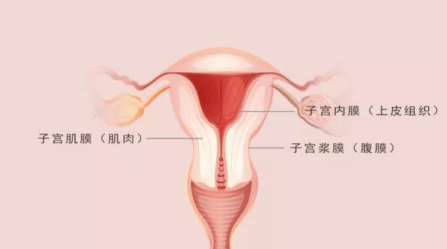 子宫肌瘤是什么？会影响生育吗？