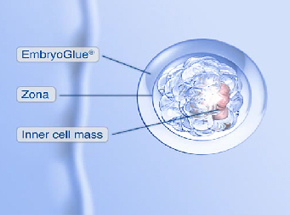 胚胎胶，提高胚胎种植率的救星？