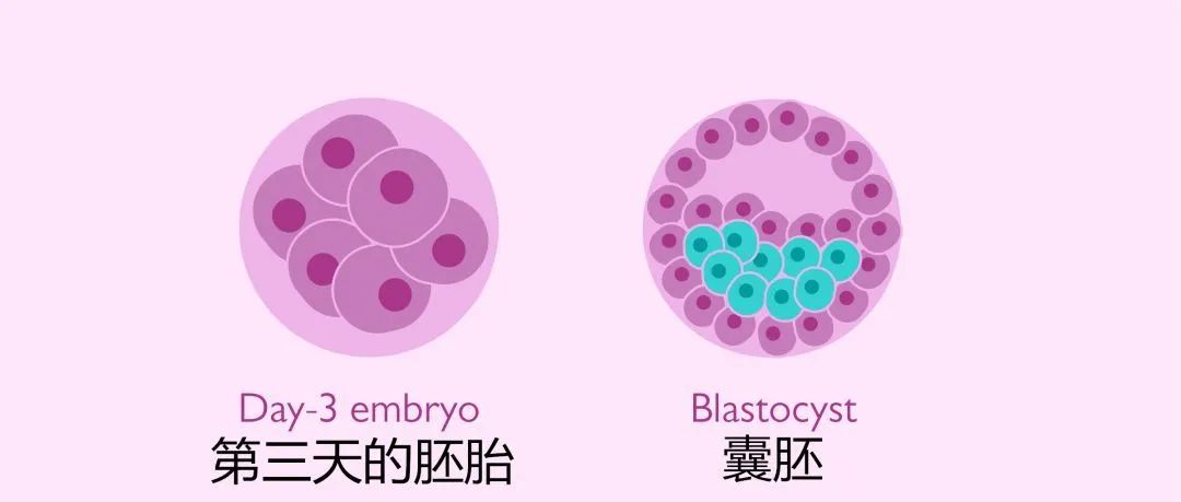 什么是鲜胚、冻胚、囊胚？我该怎么选？